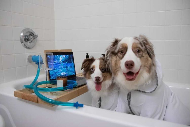 Wash Your Pup Stress-Free With This Dog Shower Sprayer