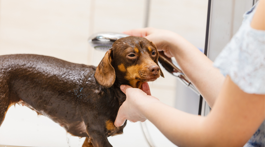 5 best pet shower sprayer (a buyer's guide)