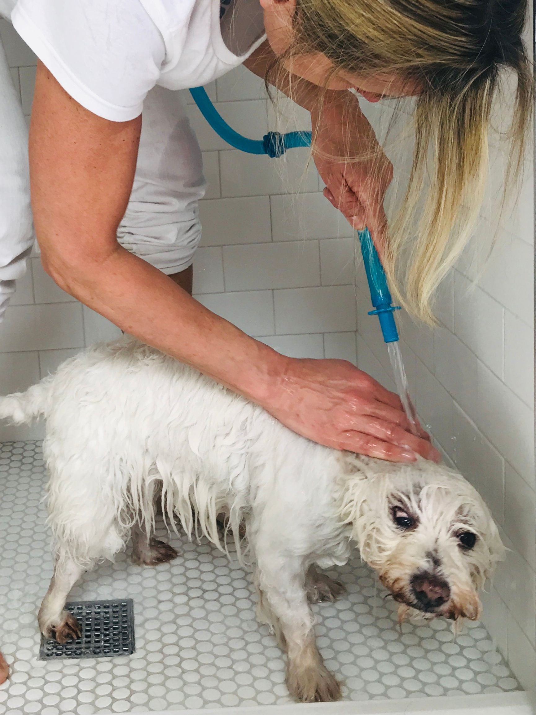 Dog Grooming Shower Head Why Do You Need One? Rinseroo